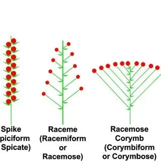 thumbnail for publication: Wildflower Identification